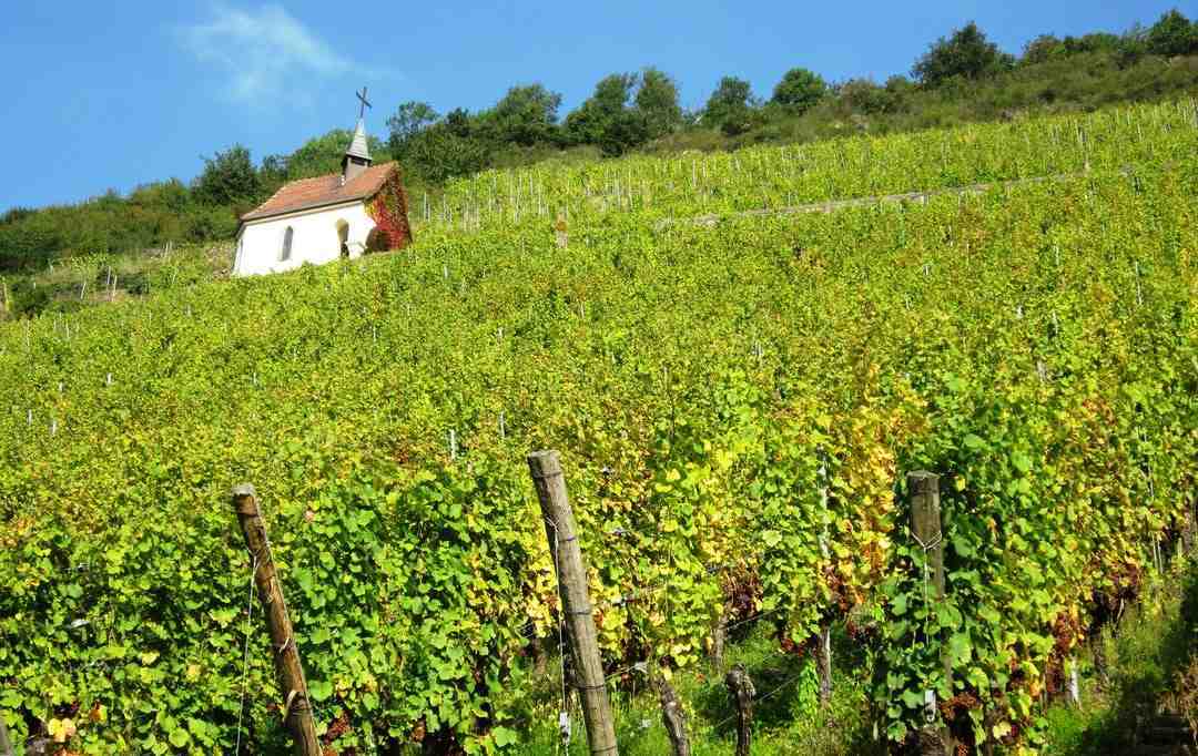 Quels sont les meilleurs vins français ?