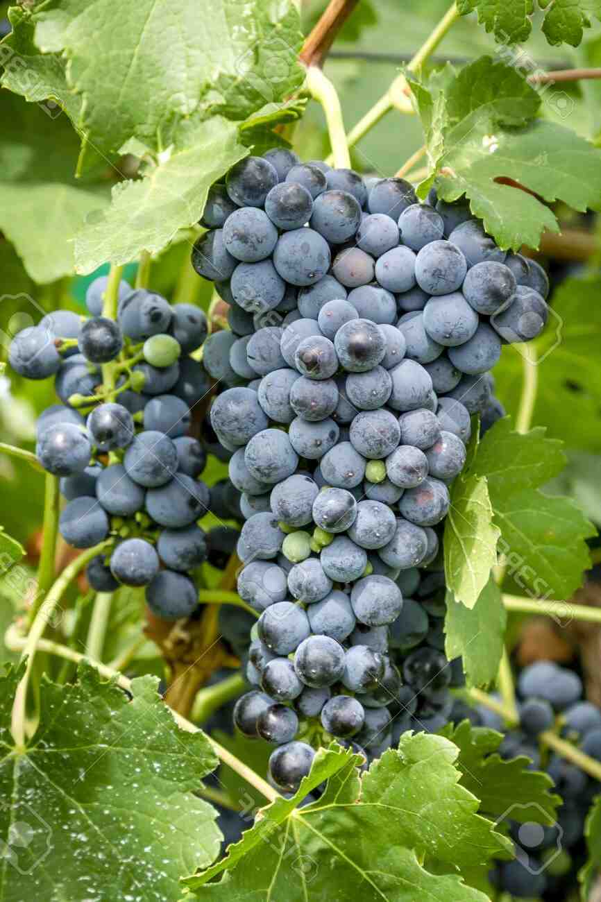 Quel raisin pour quel vin ?